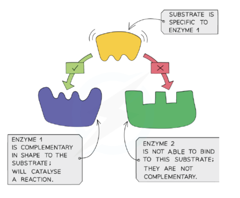 Enzyme Action